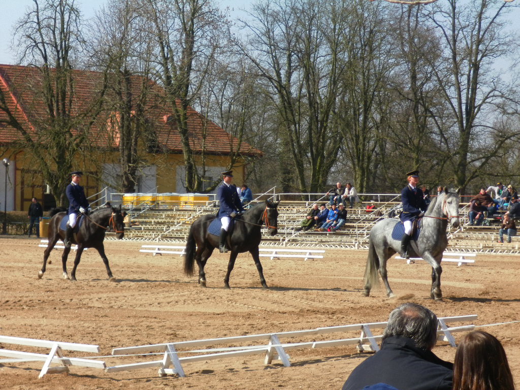 První Aukce Kladruby nad Labem 2011